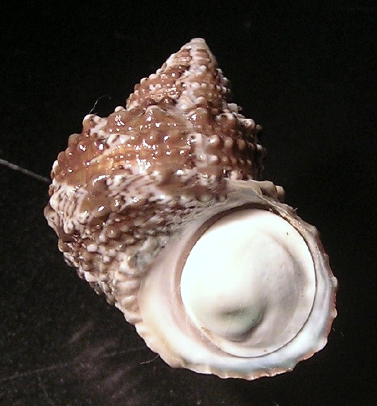  Turbo castenea (Turbo Grazer, Chestnut Turban, Cateye Snail, Chevron Snail)